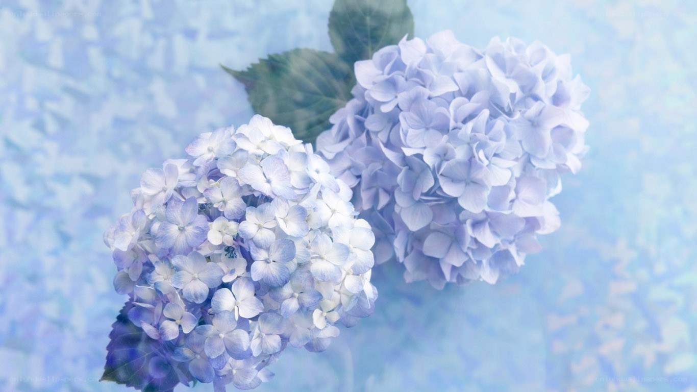 blue hydrangea flowers