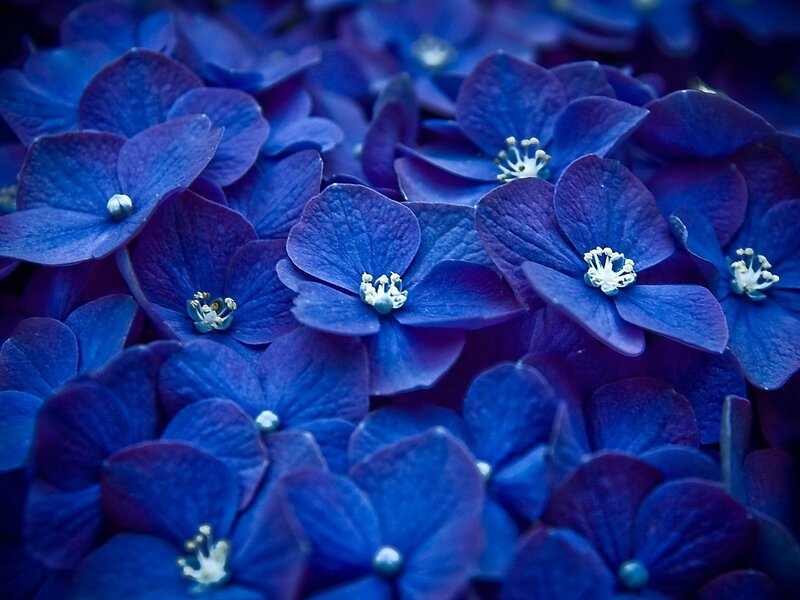 Blue hydrangea flowers