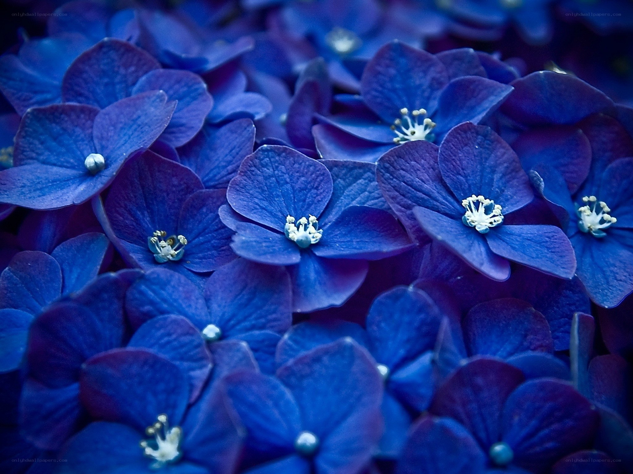 Blue hydrangea flowers