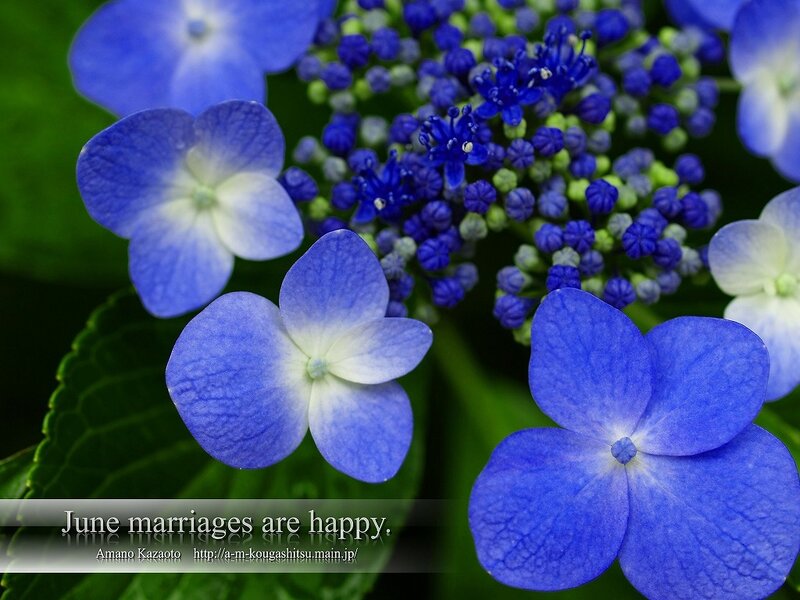 blue hydrangea flowers