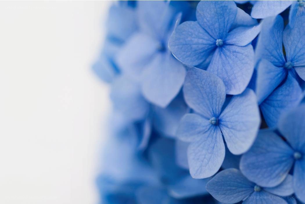 blue hydrangea flowers