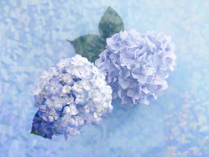 Blue hydrangea flowers