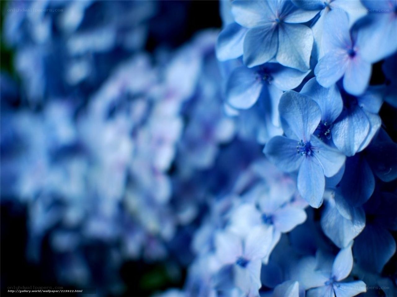 blue hydrangea flowers