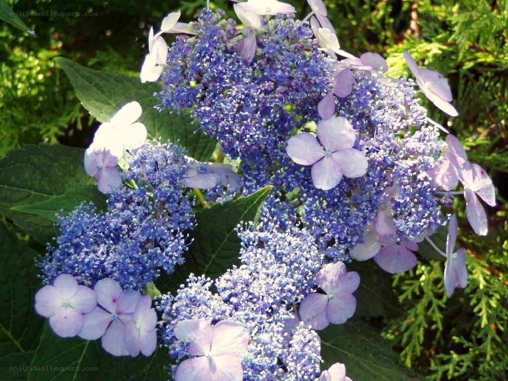 blue hydrangea flowers