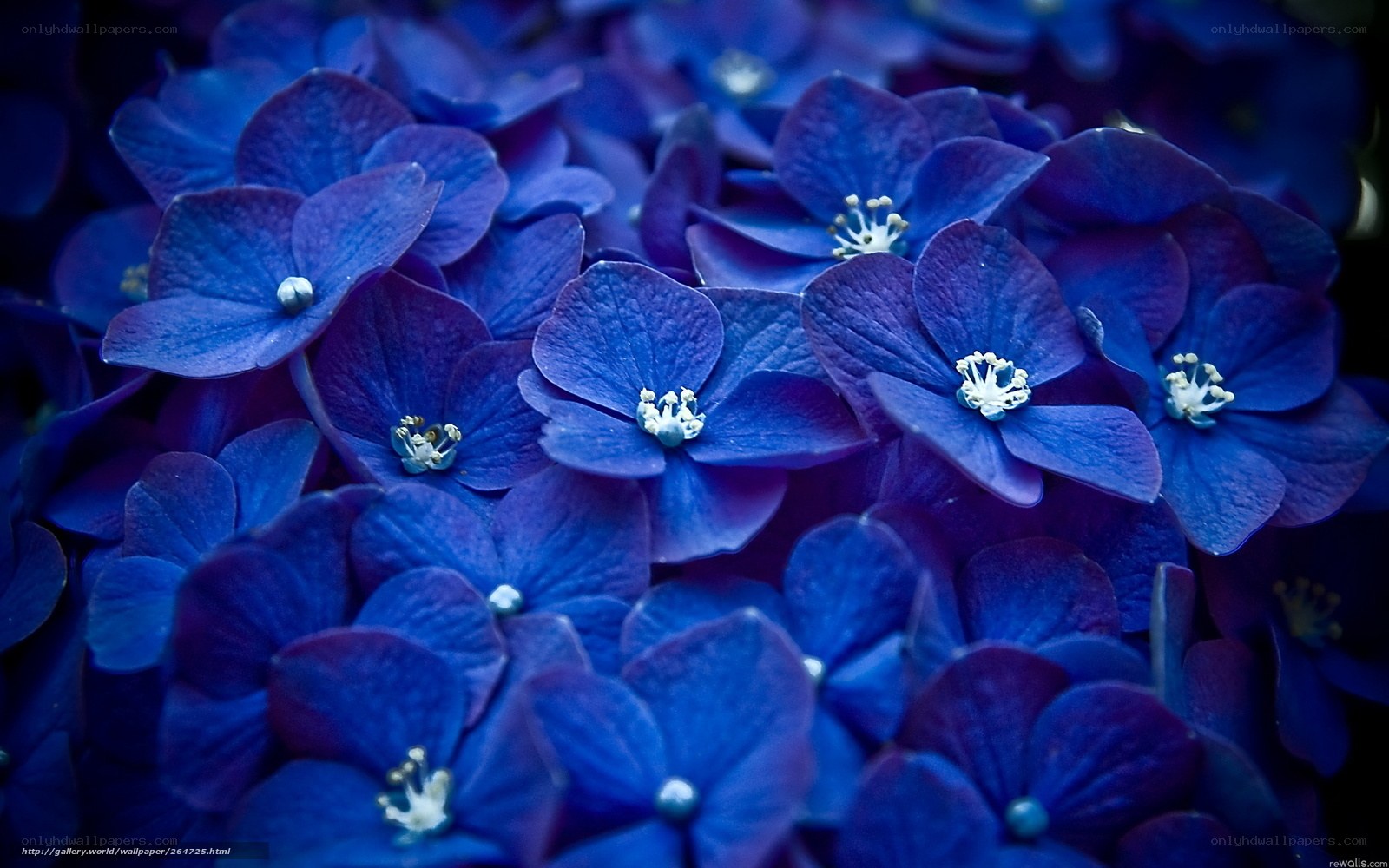 Blue hydrangea flowers
