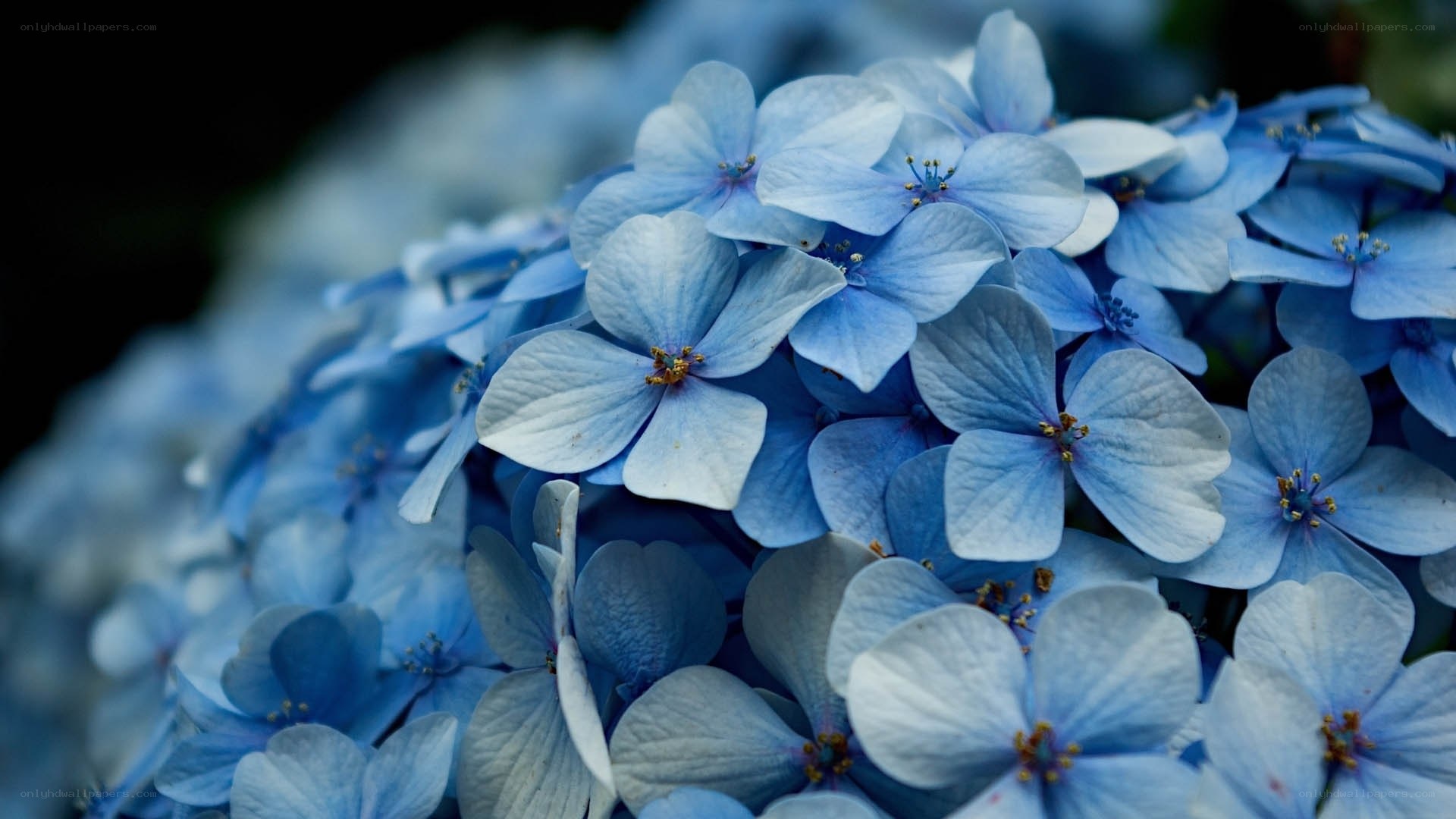 Blue hydrangea flowers
