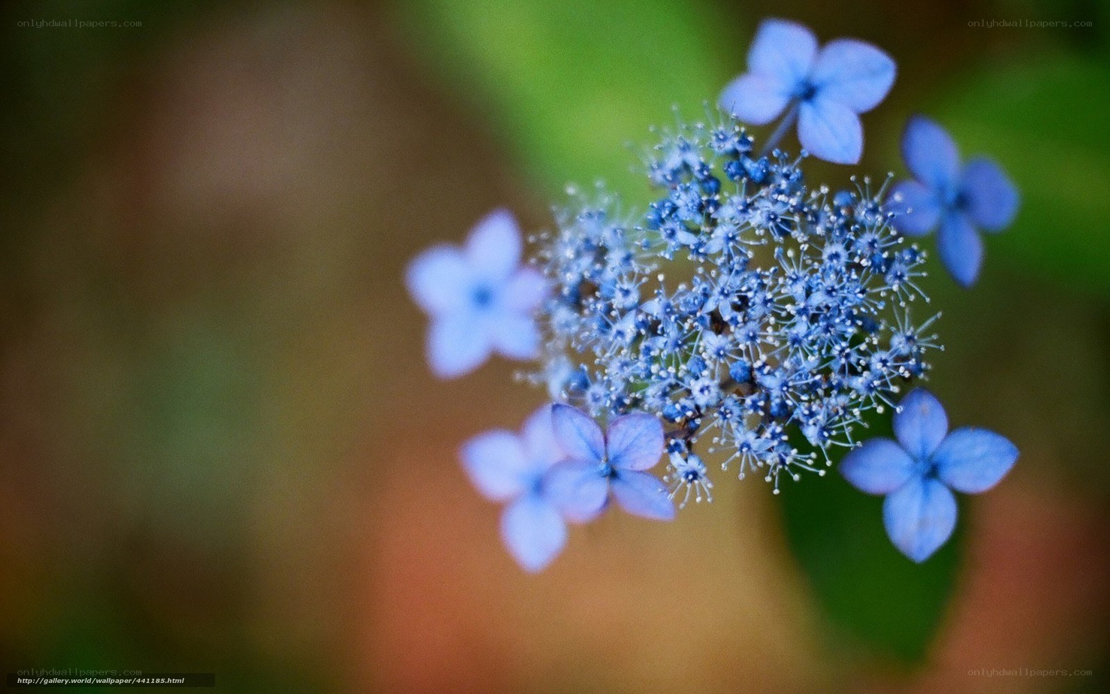 Blue hydrangea flowers