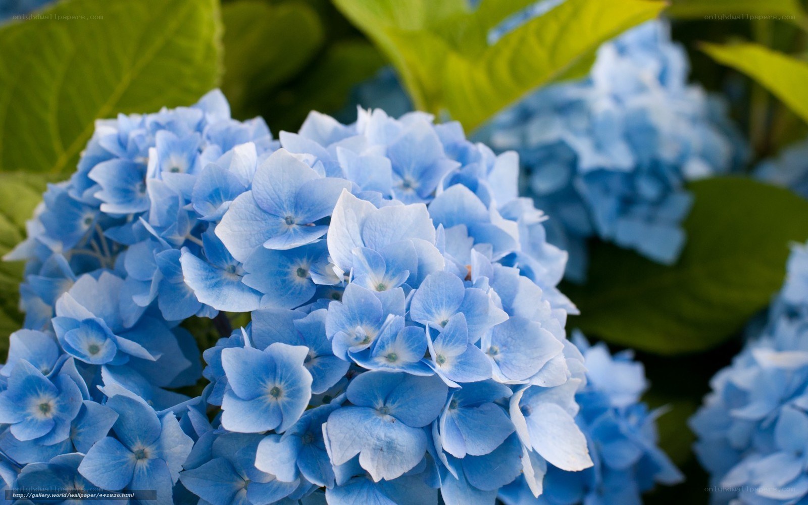 Blue hydrangea flowers