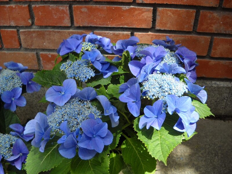 Blue Hydrangea Flowers — Calm, Afternoon, Photograph, Green Leaves, Brick Wall