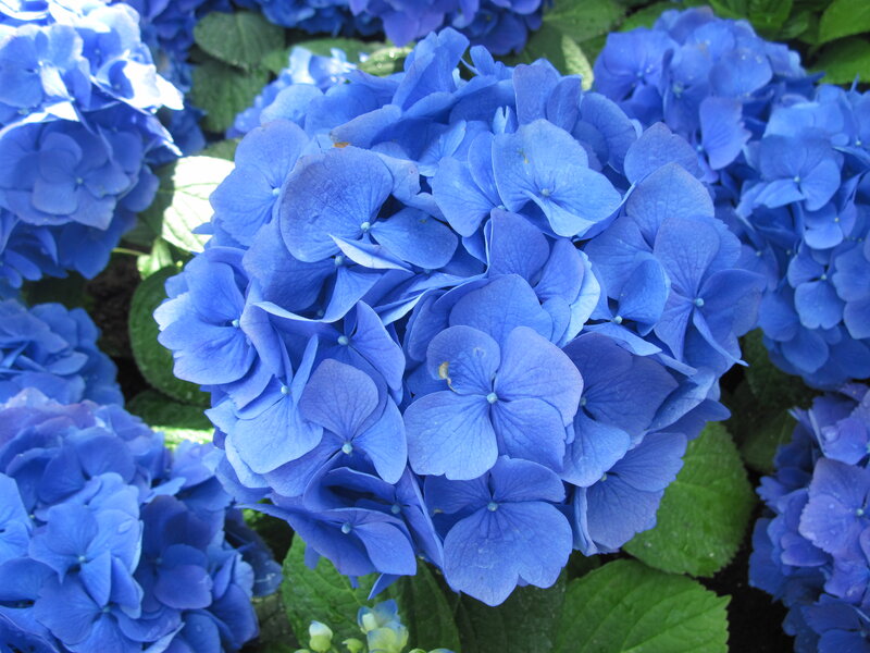 Blue Hydrangea Flowers — Calm, Afternoon, Photograph, Green Leaves, Flower Clusters
