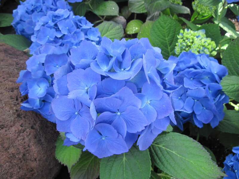 Blue Hydrangea Flowers — Calm, Afternoon, Photograph, Green Leaves, Rock