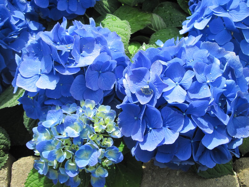Blue Hydrangea Flowers — Calm, Afternoon, Photograph, Green Leaves, Stone Wall