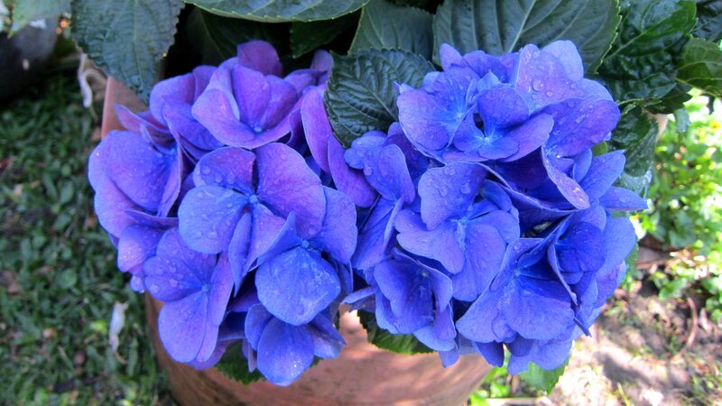 Blue Hydrangea Flowers — Calm, Afternoon, Photograph, Leaves, Pot