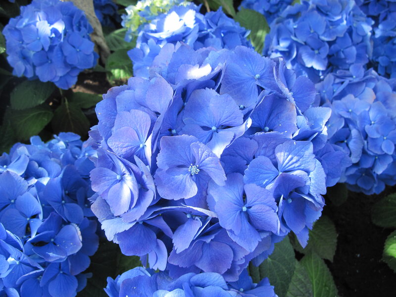 Blue Hydrangea Flowers — Calm, Afternoon, Photograph, Leaves