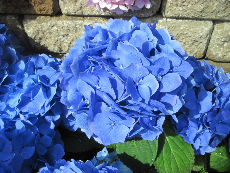 Blue Hydrangea Flowers — Calm, Afternoon, Photograph, Stone Wall