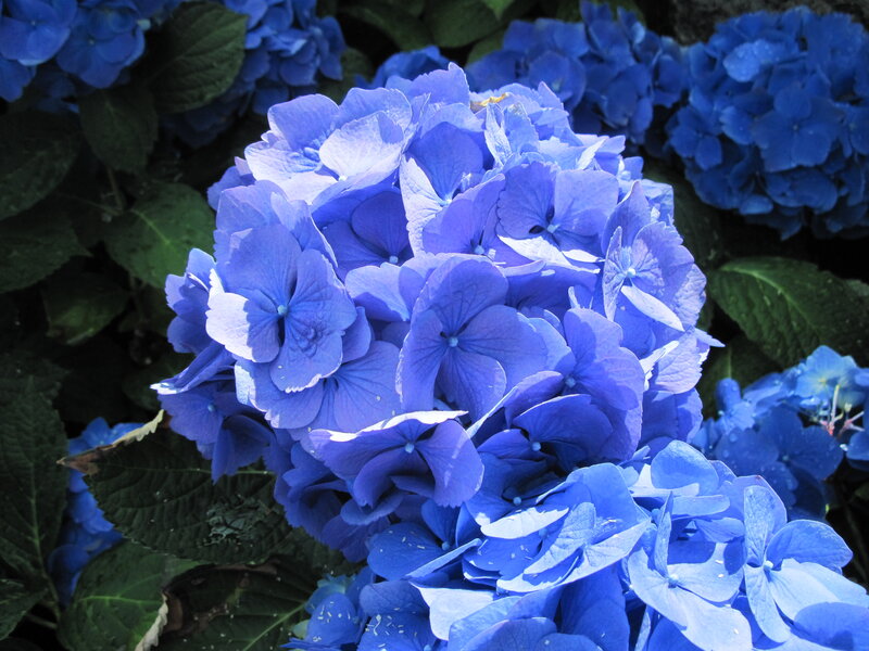 Blue Hydrangea Flowers — Calm, Afternoon, Photograph