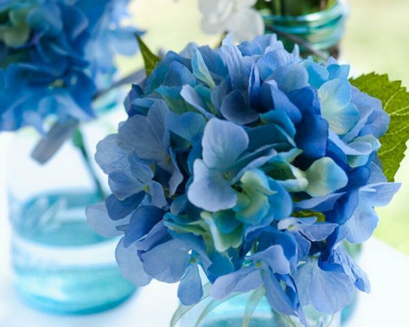 Blue Hydrangea Flowers — Calm, Afternoon, Photograph, Vase