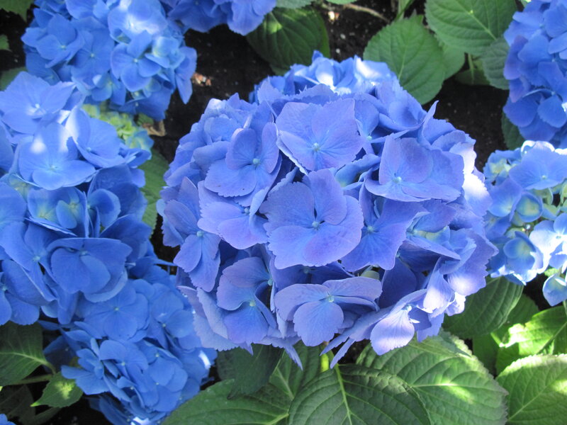 Blue Hydrangea Flowers — Calm, Afternoon
