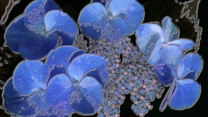 Blue Hydrangea Flowers — Calm, Digital Art