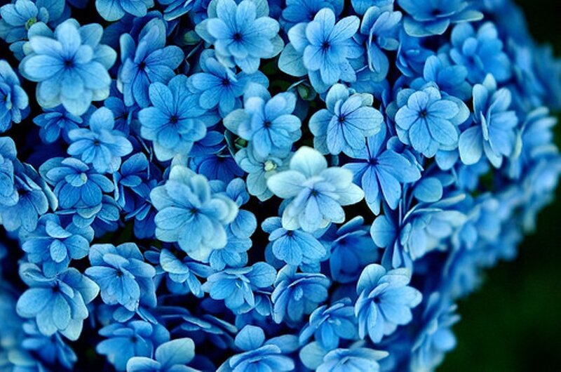 Blue Hydrangea Flowers — Calm, Photograph, Bloom