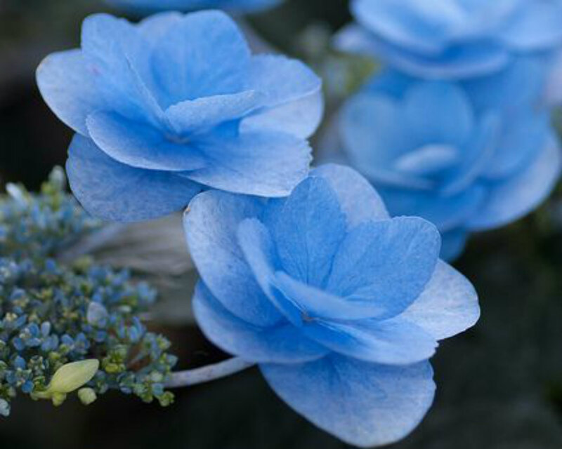 Blue Hydrangea Flowers — Calm, Photograph, Buds