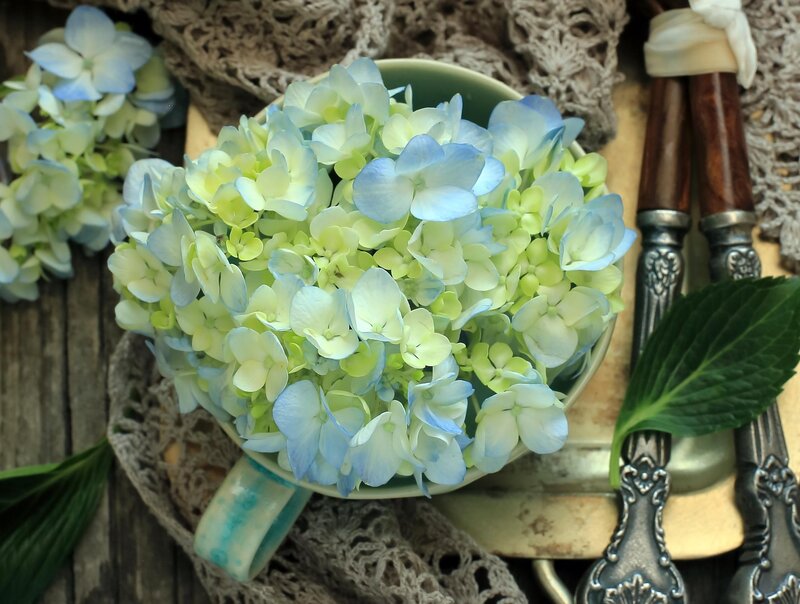 Blue Hydrangea Flowers — Calm, Photograph, Cup
