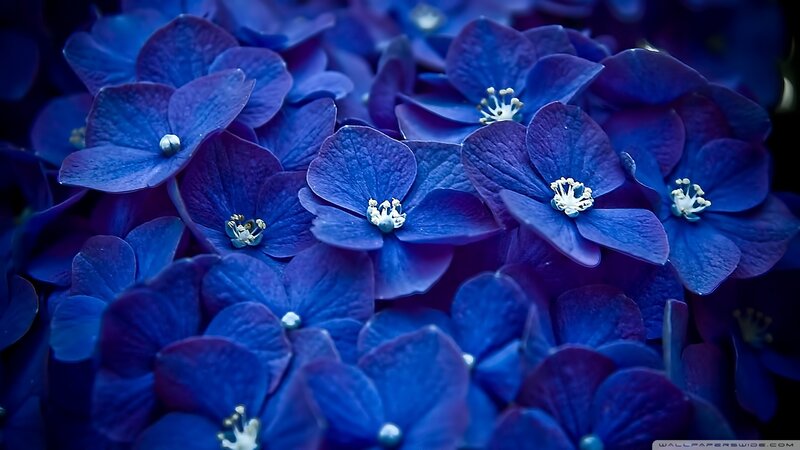 Blue Hydrangea Flowers — Calm, Photograph, Flower, Petal