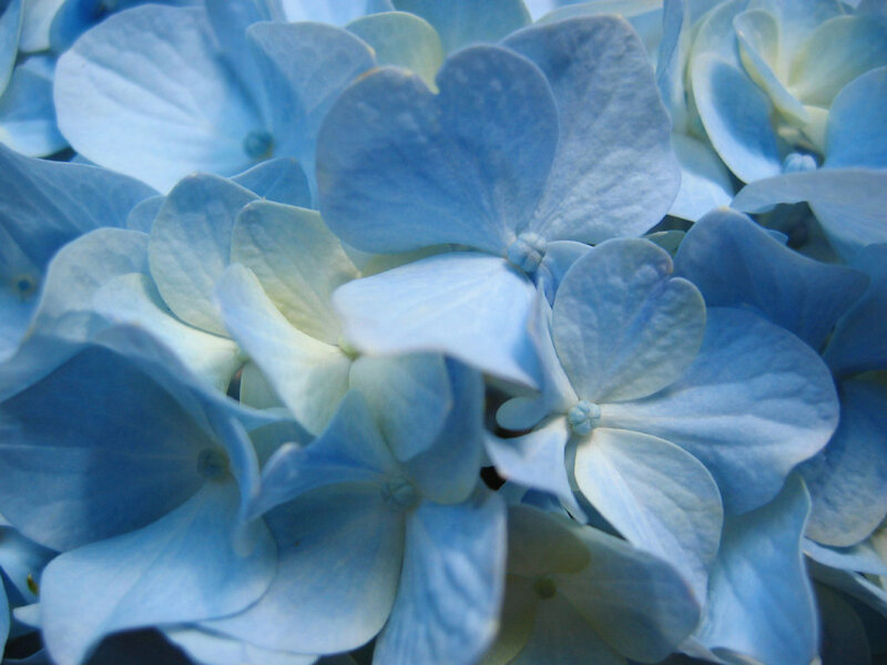 Blue Hydrangea Flowers — Calm, Photograph, Flower