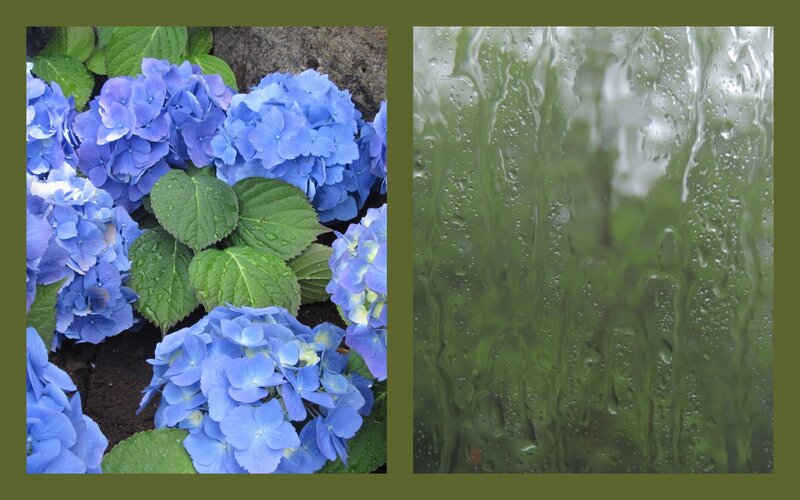Blue Hydrangea Flowers — Calm, Photograph, Green Leaves, Raindrops