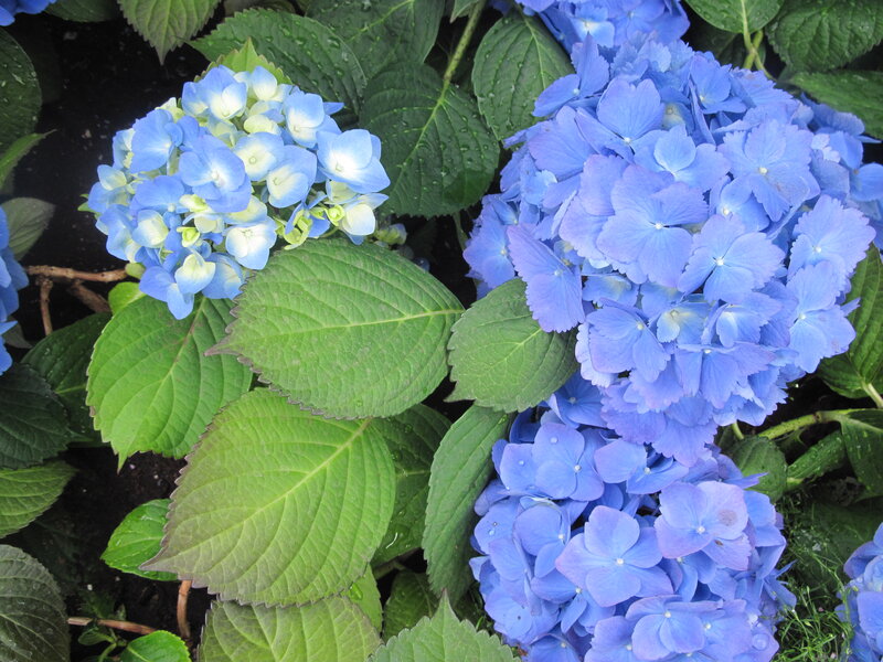 Blue Hydrangea Flowers — Calm, Photograph, Green Leaves, Soil