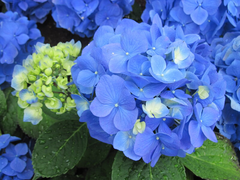 Blue Hydrangea Flowers — Calm, Photograph, Green Leaves