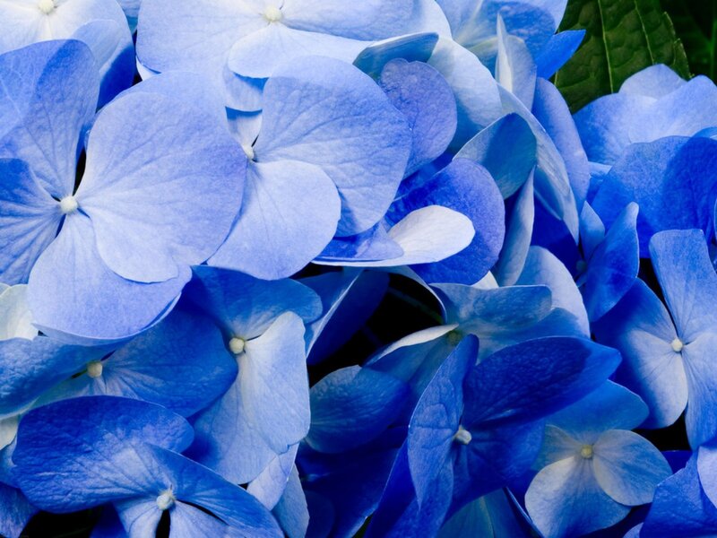Blue Hydrangea Flowers — Calm, Photograph, Green Leaves, White