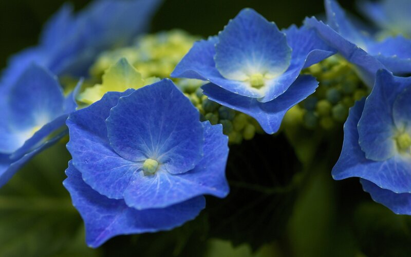 Blue Hydrangea Flowers — Calm, Photograph, Leaves, Buds