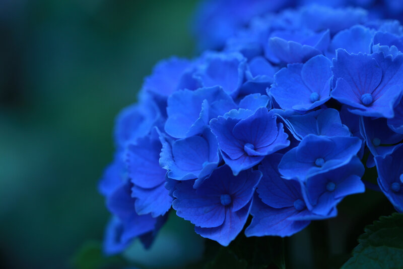 Blue Hydrangea Flowers — Calm, Photograph, Leaves