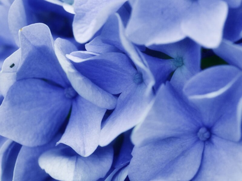 Blue Hydrangea Flowers — Calm, Photograph, Petals, Bloom