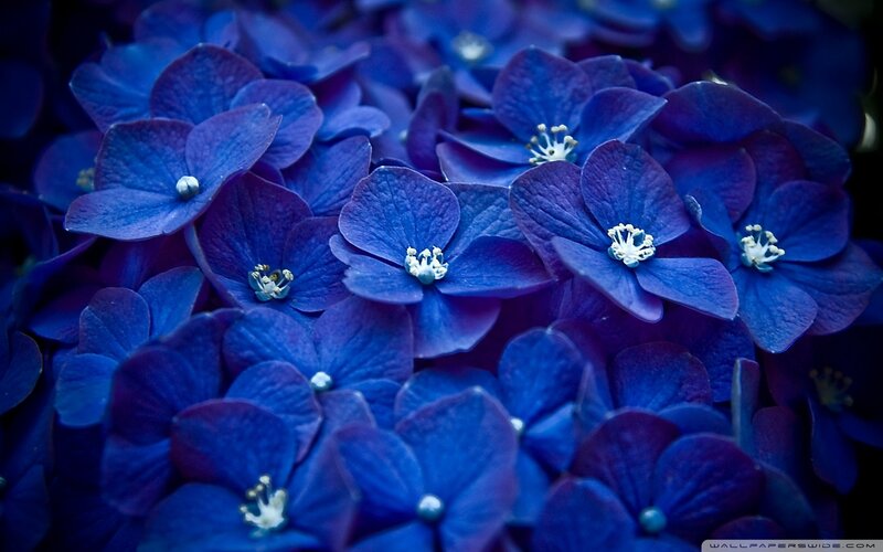 Blue Hydrangea Flowers — Calm, Photograph, Petals, Center