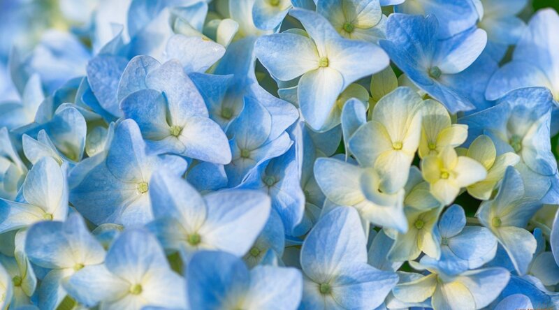 Blue Hydrangea Flowers — Calm, Photograph, Petals, Green Center
