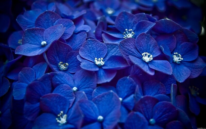 Blue Hydrangea Flowers — Calm, Photograph, Petals, Stamen