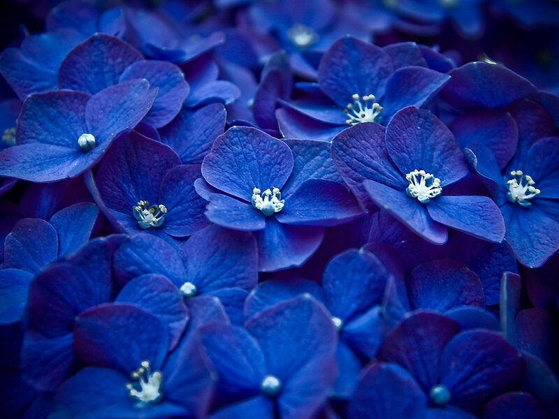 Blue Hydrangea Flowers — Calm, Photograph, Petals