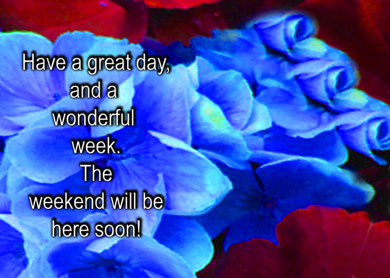 Blue Hydrangea Flowers — Calm, Photograph, Text