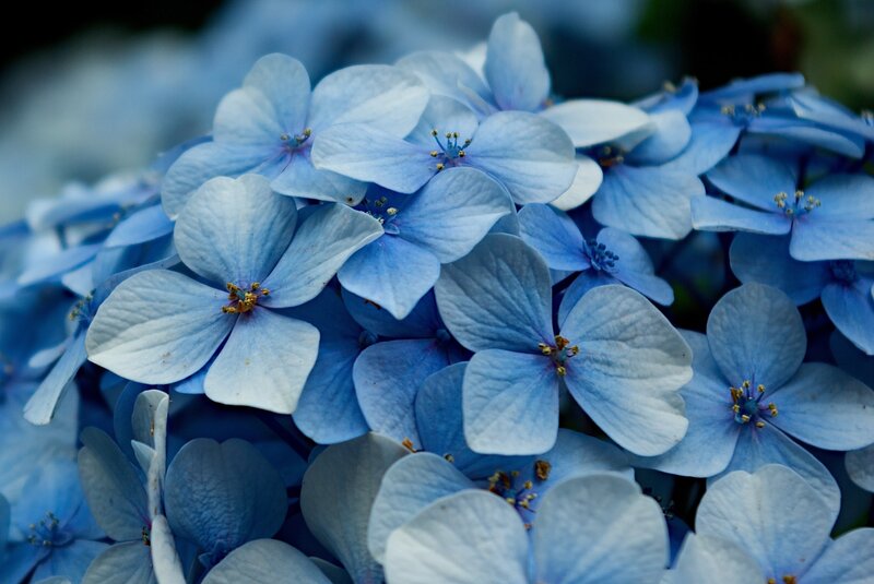 Blue Hydrangea Flowers — Calm, Photograph