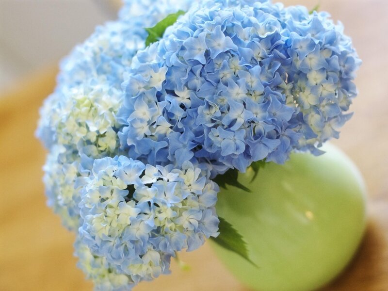 Blue Hydrangea Flowers — Calm, Photograph, Vase, Green Leaves