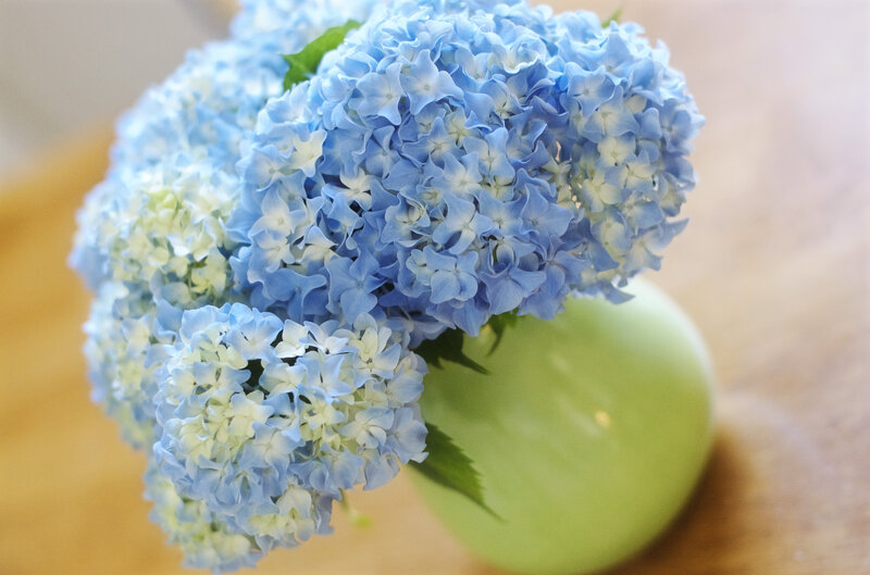 Blue Hydrangea Flowers — Calm, Photograph, Vase