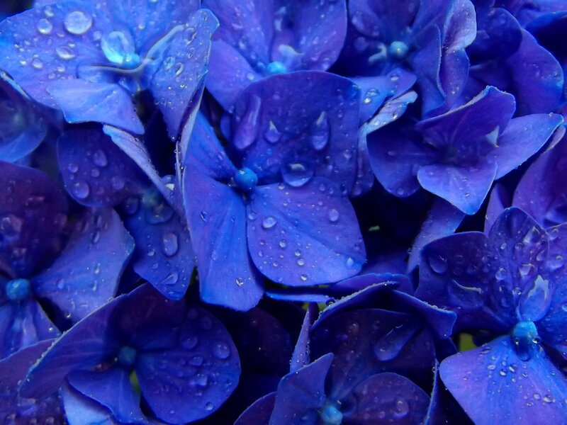 Blue Hydrangea Flowers — Calm, Photograph, Water Droplets