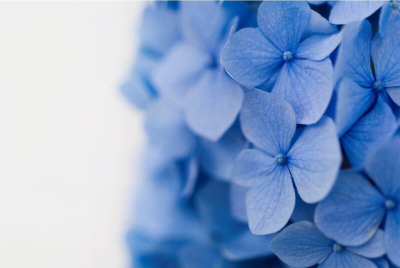 Blue Hydrangea Flowers — Calm, Photograph, White Background