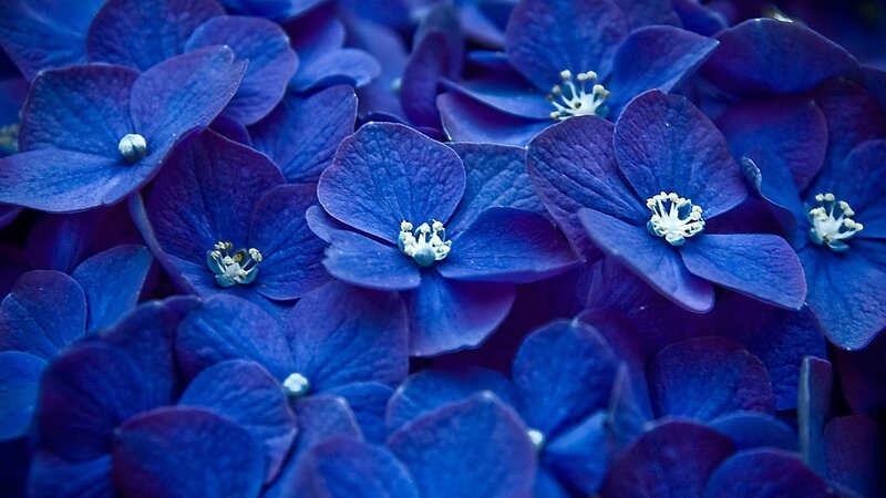 Blue Hydrangea Flowers — Calm, Purple