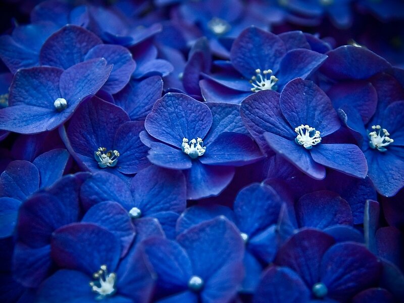 Blue Hydrangea Flowers — Calm, Stamen