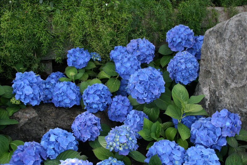 Blue Hydrangea Flowers — Calm, Summer, Photograph, Green Foliage