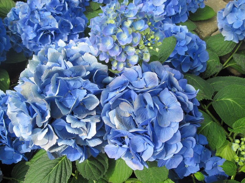 Blue Hydrangea Flowers — Calm, Summer, Photograph, Green Leaves, Flower Buds