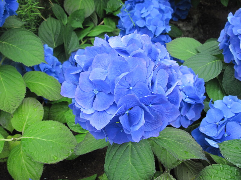 Blue Hydrangea Flowers — Calm, Summer, Photograph, Green Leaves, Flower Clusters